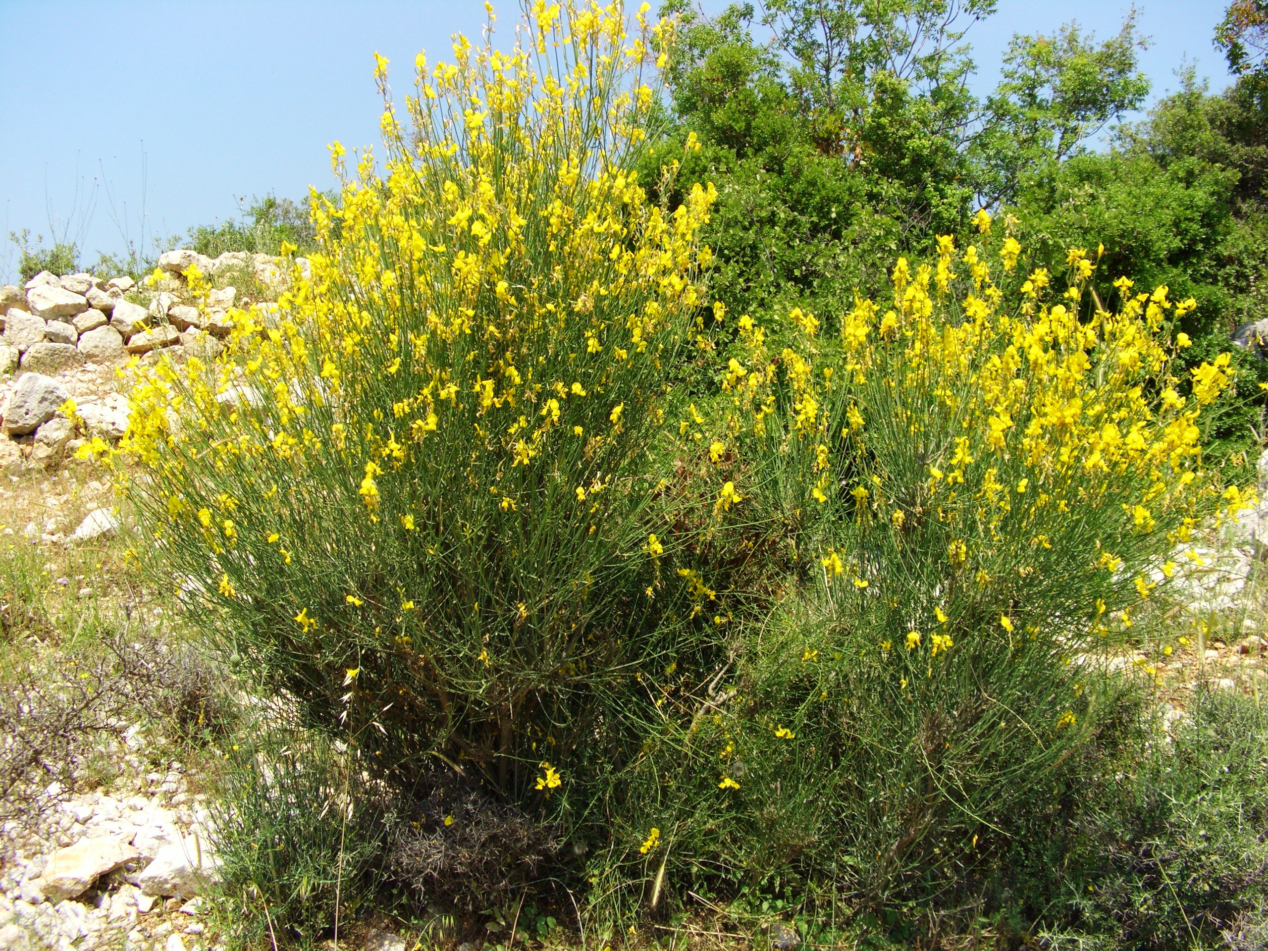 Spartium junceum